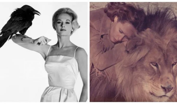 Львиная доля Типпи Хедрен: как муза Хичкока променяла блеск Голливуда на жизнь с хищниками (14 фото)