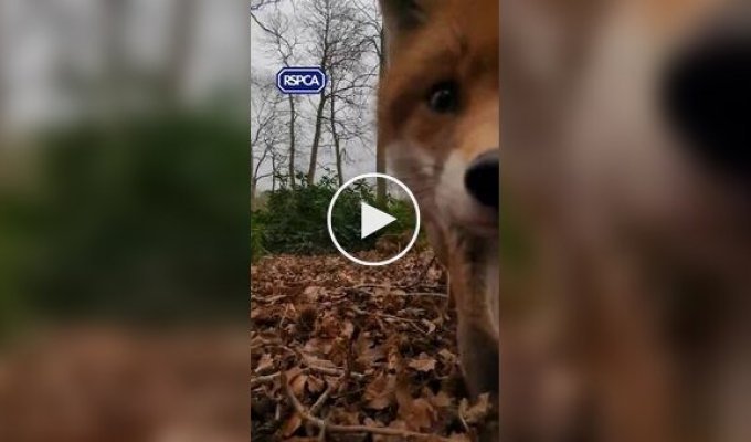 Fox stole animal welfare officer's phone