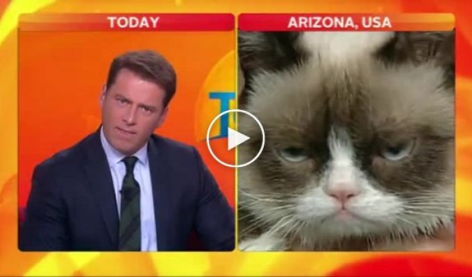 Американский ведущий не может сдержать свои эмоции от взгляда котика