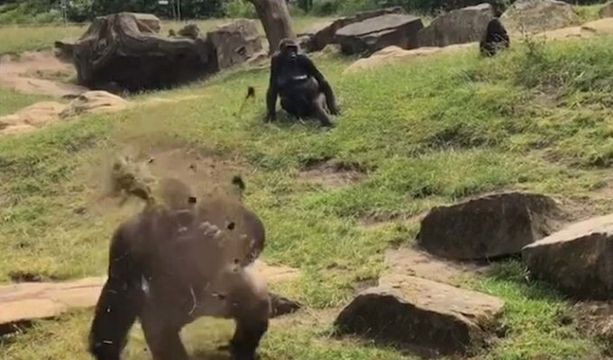 Горилла закидала посетителей немецкого зоопарка грязью (3 фото + 1 видео)