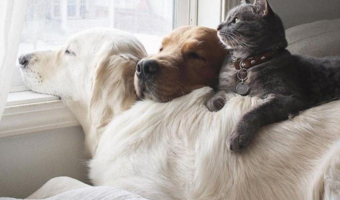 Две собаки и кот — три лучших друга, которые всё делают вместе (19 фото)