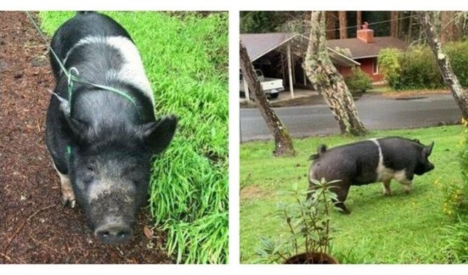 Потерявшаяся свинья забрела во двор к соседу и больше ее никто не видел (3 фото)