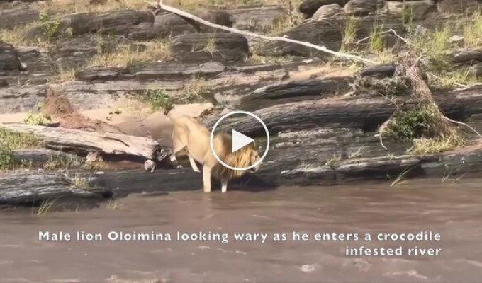 Лев чуть не стал обедом крокодила