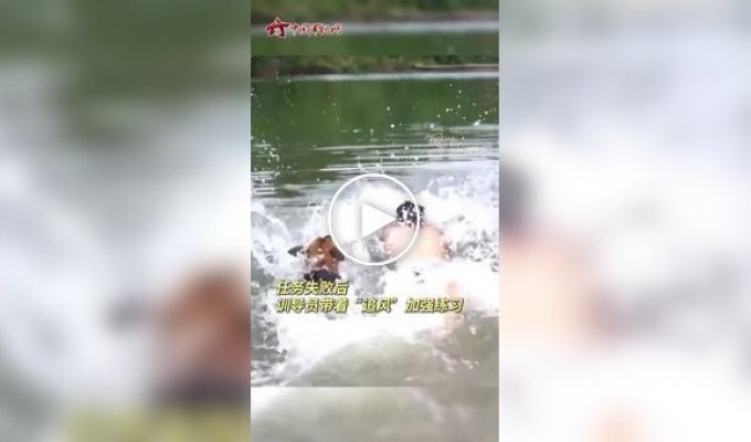 Службовий пес на тренуванні «передумав» рятувати дресирувальника у воді