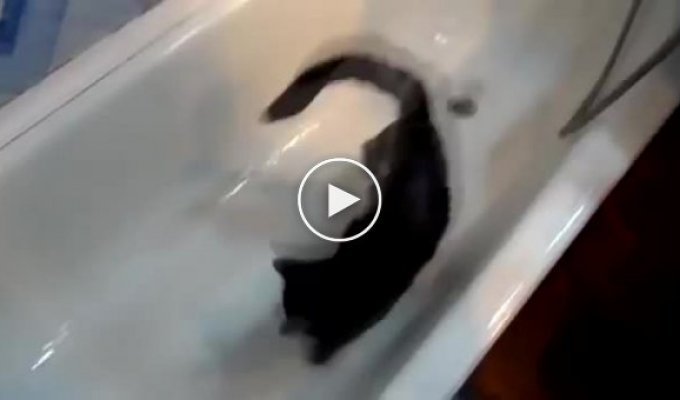 Кот который с удовольствием гоняется за водой