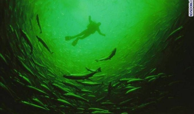 Подводный мир (39 фотографий)