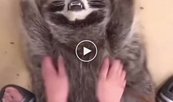 Raccoon massage