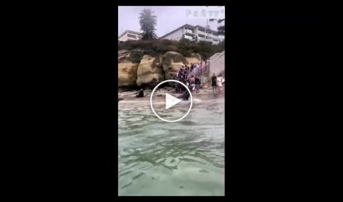 Enraged sea lion attacked tourists on the coast in California