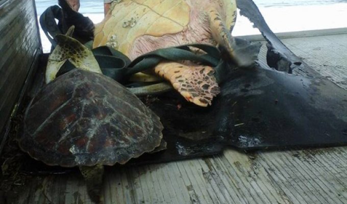Мужчины покупают черепах на рынке, чтобы отпустить их обратно в океан (4 фото)