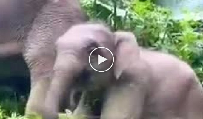Жизнерадостный слоненок был запечатлен в китайском заповеднике