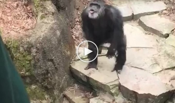 Меткий бросок от шимпанзе