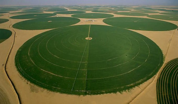 Загадочные зелёные круги посреди пустыни (11 фото)