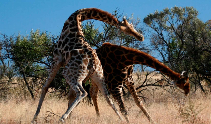 Жираф: Неочевидные факты. С удовольствием едят падаль, в подмышках ночуют птицы, а детёныши падают с 2 метров при рождении (7 фото)