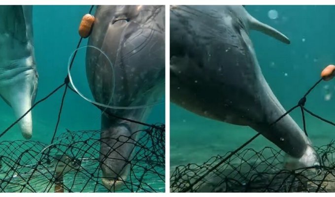 Дельфины научились воровать наживку у ловцов крабов (5 фото + 1 видео)