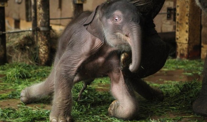 Двухдневный слоненок в Берлинском зоопарке (8 фото)