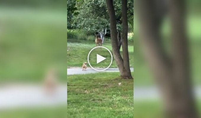 Small dog tries to act tough with a deer but gets scared first