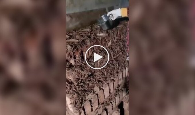 Ферма скорпионов: где добывают самое дорогое вещество животного происхождения