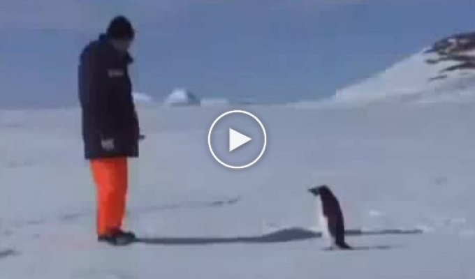 Архив. Пингвин и человек