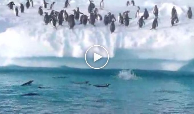 Как пингвины забираются на сушу