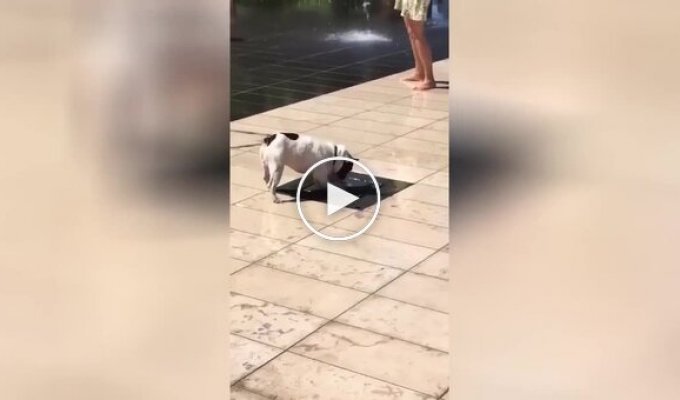 The dog is having a good time next to the fountain