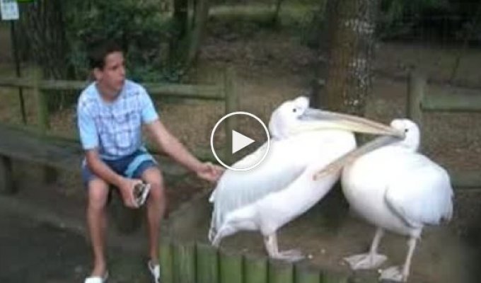 Пеликаны тоже умеют ревновать