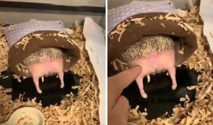 This hedgehog video will make your day (12 photos + 1 video)