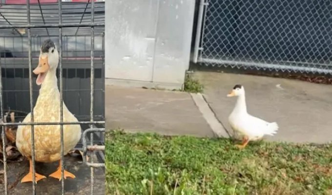 A duck that accidentally got into a prison was “detained” in the USA (3 photos)