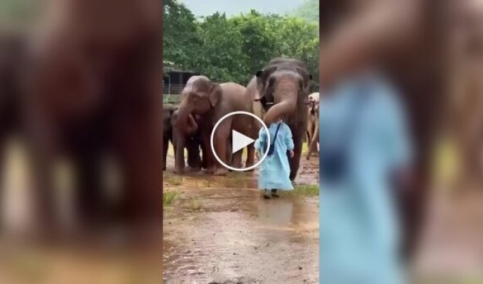 Elephants shield a caretaker from the rain