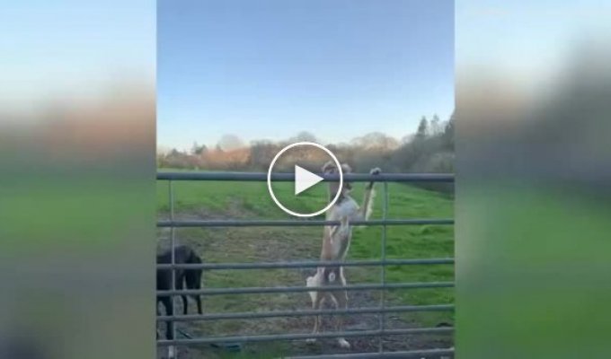 Пес перепрыгнул через забор, используя свой хвост как пропеллер