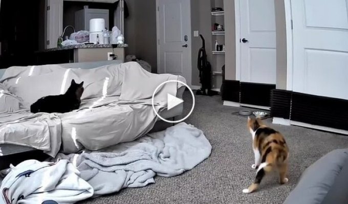 A special cat greets its owner coming home from work