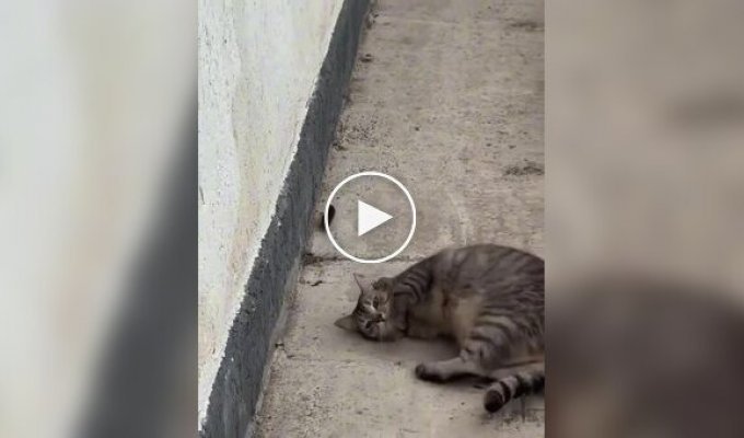 A cat was simultaneously hunting a mouse and posing for the camera