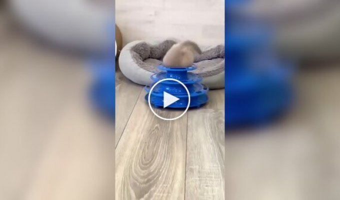 A kitten didn't understand what to do with a new toy