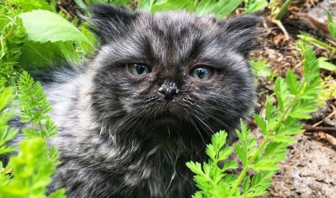 Необычный котенок-карлик, обнаруженный в лесу (6 фото + видео)