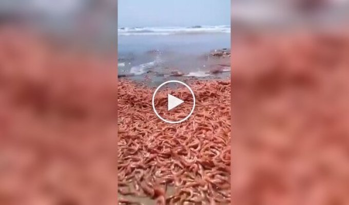 Several tons of sea shrimp washed ashore in Yemen