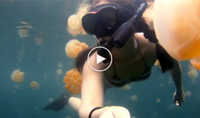 Озеро миллионов золотых медуз