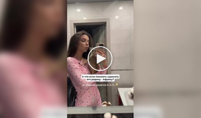 Домашний сурикат увидел по телевизору Африку, и его реакция тронула пользователей