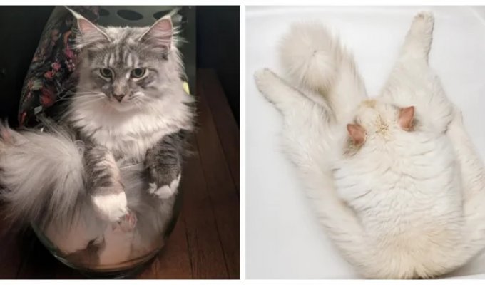 25 Photos That Will Make You Want to Sleep in a Box (26 photos)