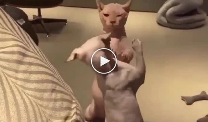 Splat, splat: the sound of two hairless cats fighting