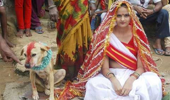 Девушка вышла замуж за пса ради спасения деревни (6 фото)