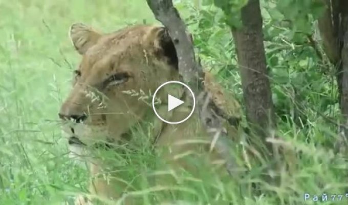 Ветеринары сняли проволоку с шеи усыплённой львицы в ЮАР