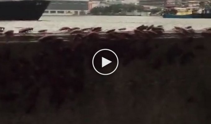 В Китае сняли большую группу тараканов, убегающих от тайфуна