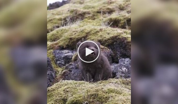 What sounds does a baby arctic fox make