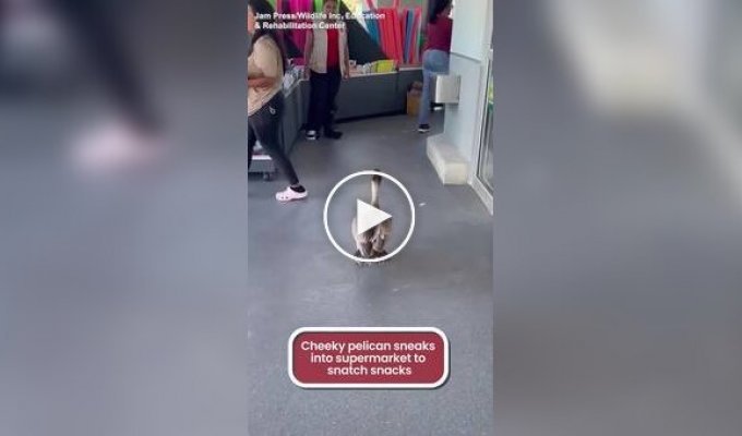 Пеликан проник в магазин за бесплатными закусками