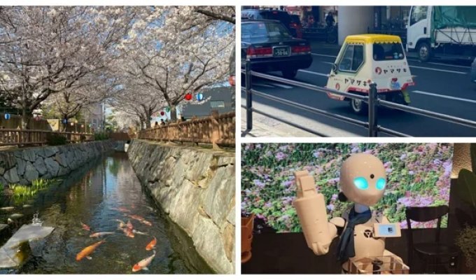 Meanwhile in Japan: 35 Asian Curiosities (35 photos + 1 video)