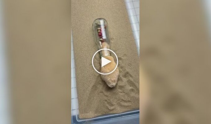 A nimble hamster checked the contents of a bottle