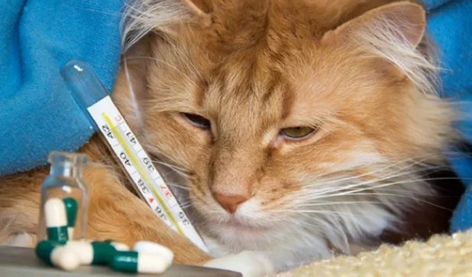 Почему животные не заражаются человеческими болезнями и наоборот? (9 фото)