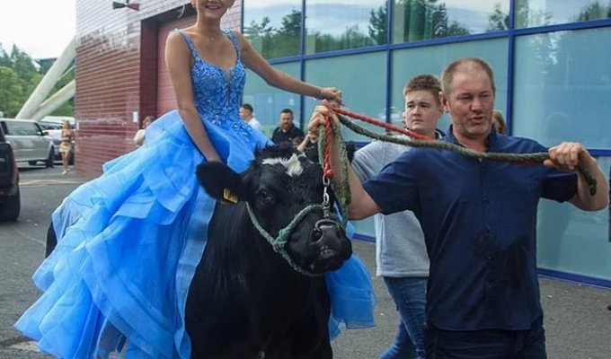 Школьница приехала на выпускной на корове (1 фото + 1 видео)