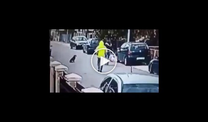 Пес спас девушку от грабителя