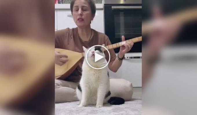 Кот обрел внутренний покой