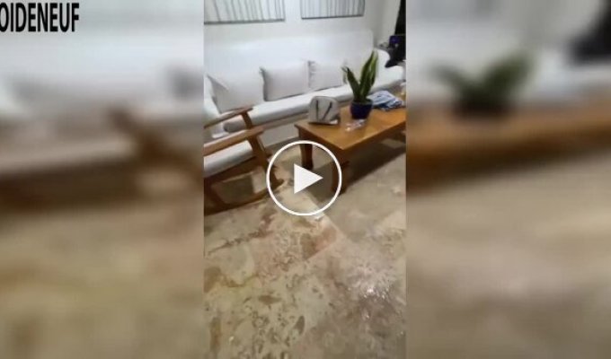 Гігантський павук викликав паніку у відпочиваючих